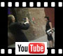 Youtube link - clicca qui